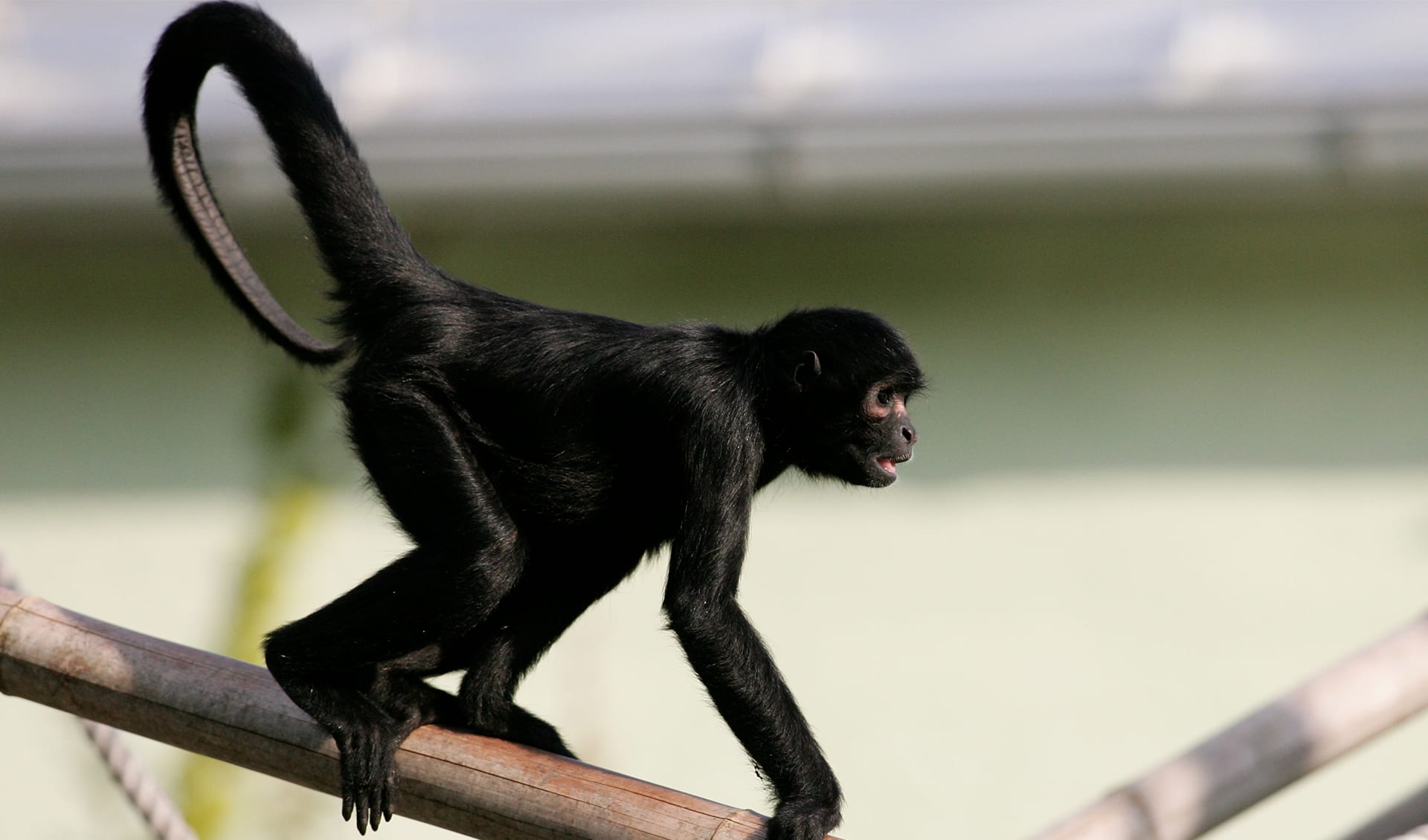 Black-headed spider monkey facts, distribution & population | BioDB